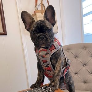 No pull dog harness. Red camo. MAKE OFFER!  (Doggie not included)